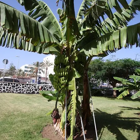 Fantastic With Sea Views * 普拉亚戴尔雷安格莱斯