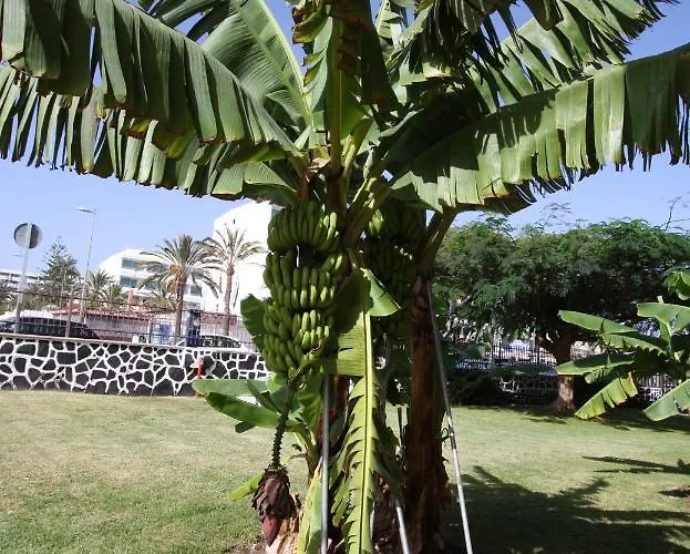 Fantastic With Sea Views * Playa del Inglés